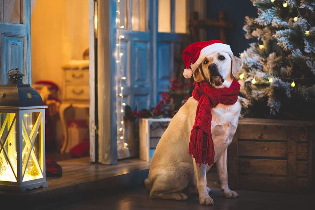 Retratos con huellas: La magia de la fotografía de mascotas en Córdoba 2 Fotografía de mascotas